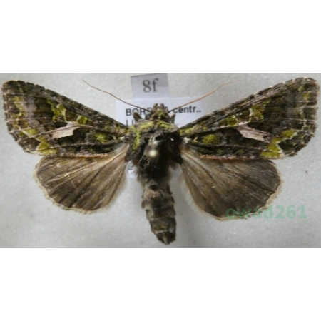 Trachea atriplicis (Linnaeus, 1758) male Agatówka łobodnica Czech8f